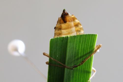 Oxygastra curtisii